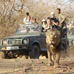 Sasan Gir Safari